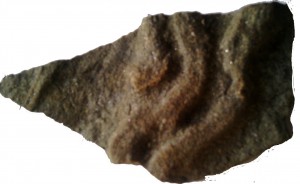 miocene